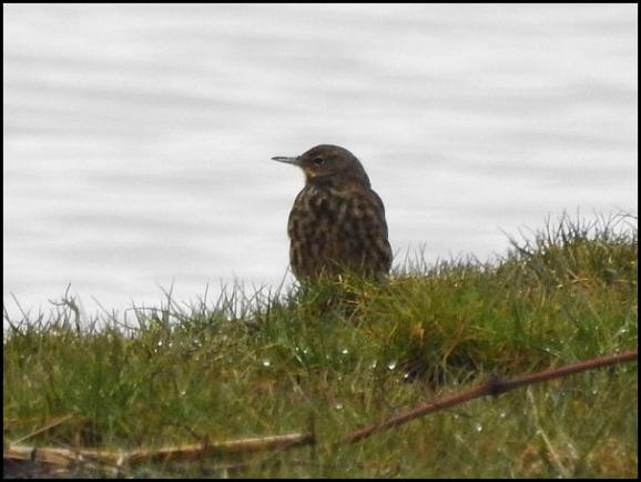 Rock Pipit 060318