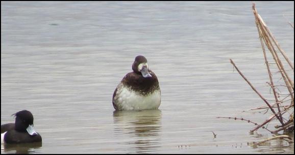 Scaup 240318