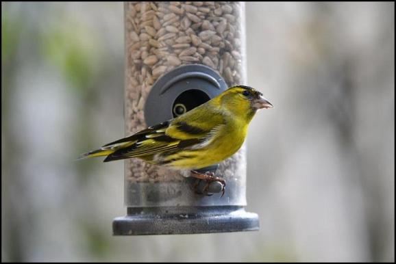 Siskin 070318 2