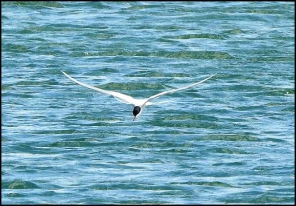 Arctic Tern 260418