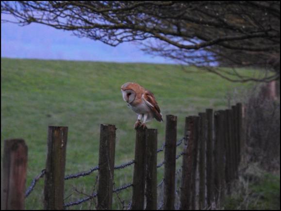 Barn Owl 060418
