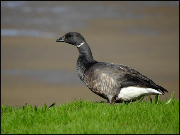 Brent Goose 260418