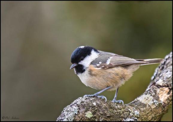 Coal Tit 050418