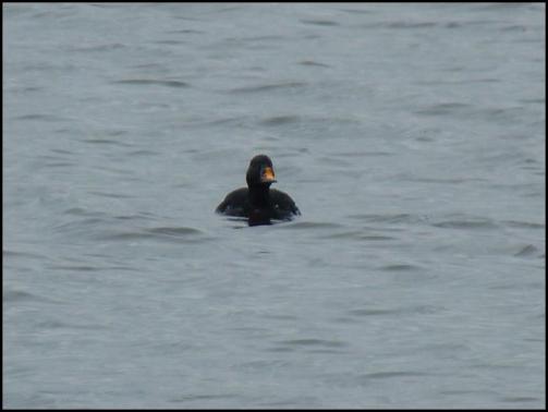 Common Scoter 150418