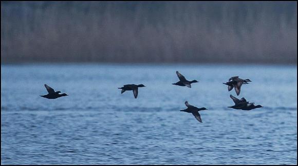 Common Scoters 120418 1