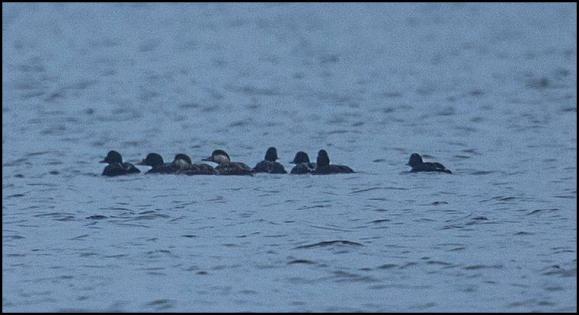 Common Scoters 120418 2