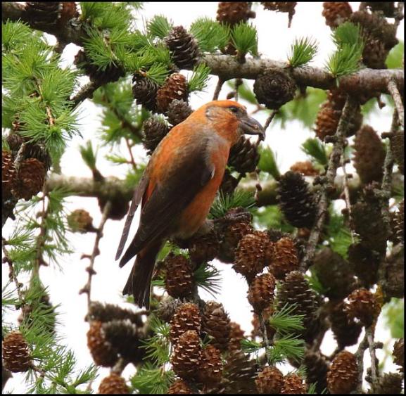 Crossbill 230418
