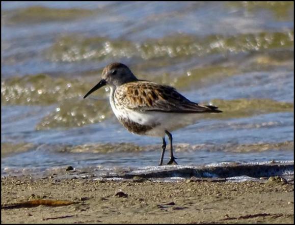 Dunlin 260418