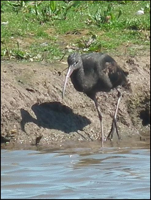 Glossy Ibis 190418 2