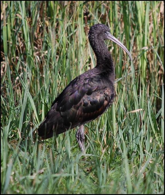 Glossy Ibis 260418