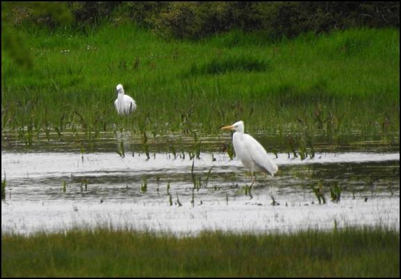 Great White Egret 300418