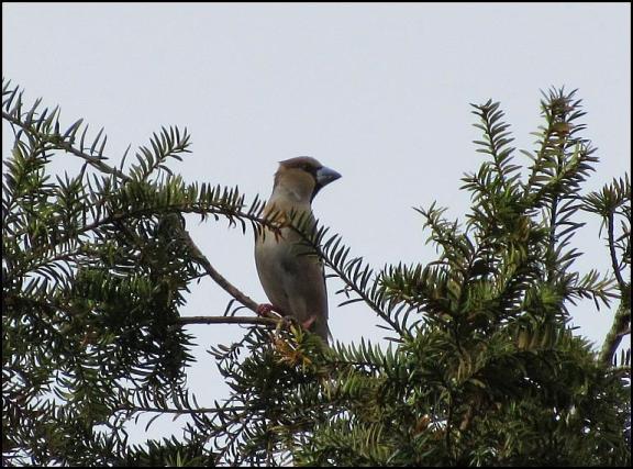 Hawfinch 080418