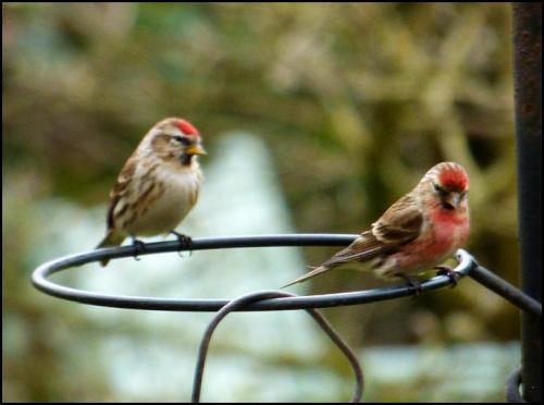 Lesser Redpolls 150418