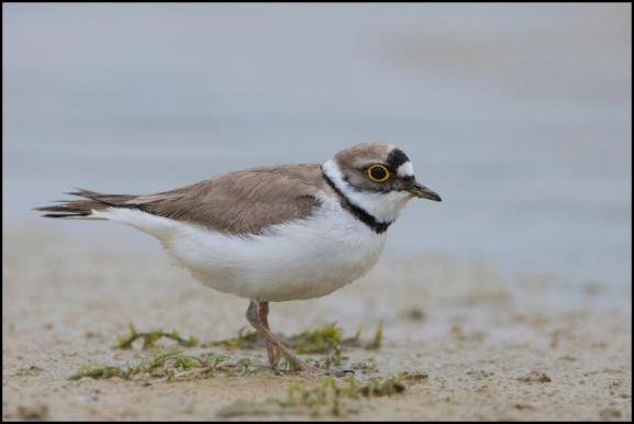 Little Ringed Plover 280417 1