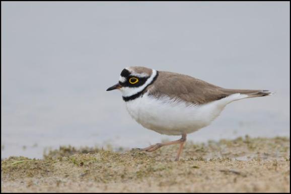 Little Ringed Plover 280417 2