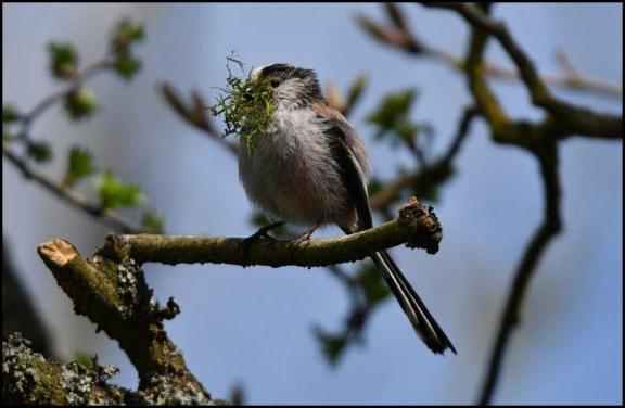 Long-tailed Tit 180418