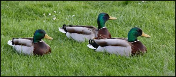 Mallards 180418