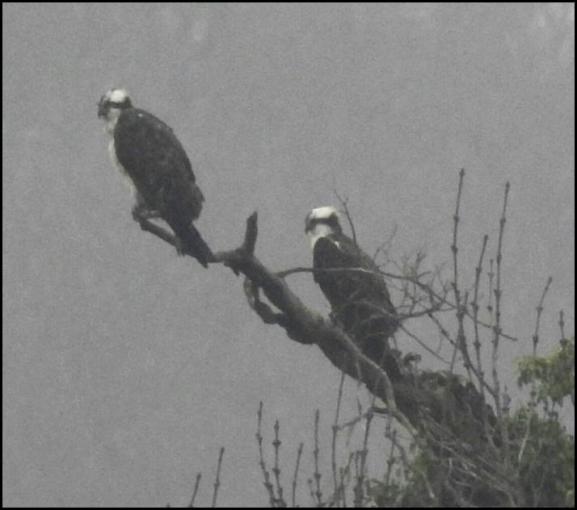 Ospreys 120418
