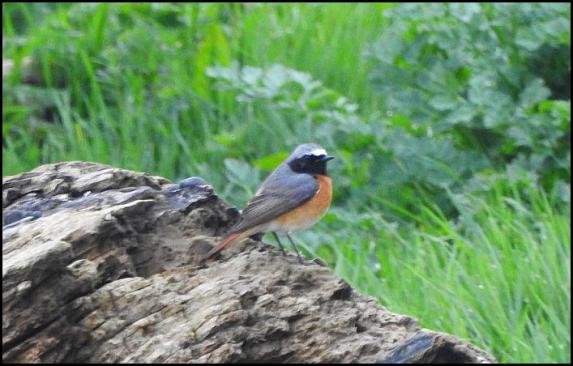 Redstart 120418