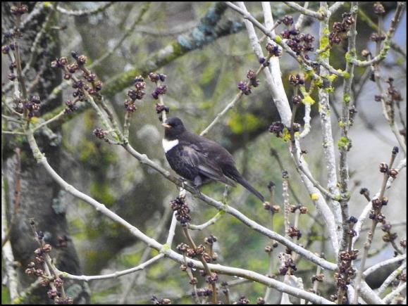 RIng Ouzel 110418