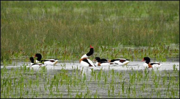 Shelducks 100418