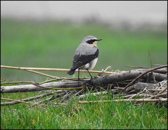 Wheatear 090418