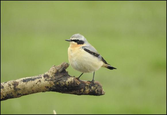 Wheatear 1 100418
