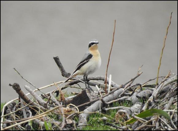 Wheatear 2 100418