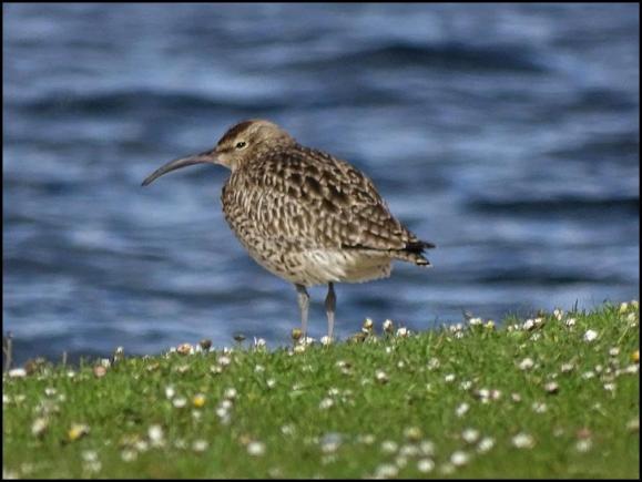 Whimbrel 260418