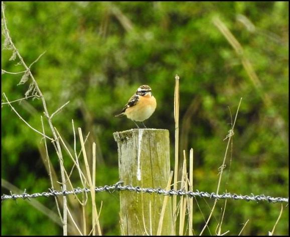 Whinchat 300418