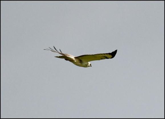 White Buzzard 020418 2