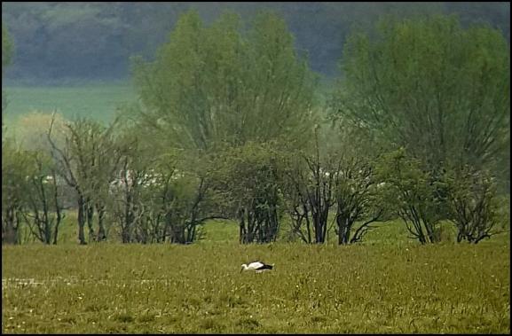 White Stork 220418