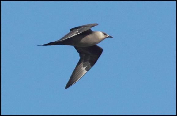 Arctic Skua 050518