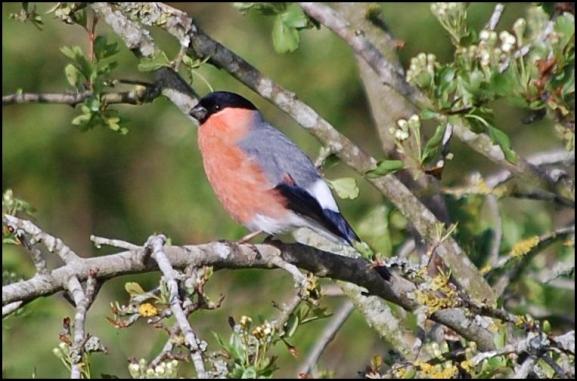 Bullfinch 030518