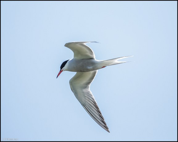 Common Tern 170518