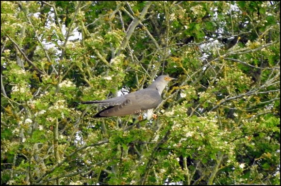 Cuckoo 2 270518.jpg