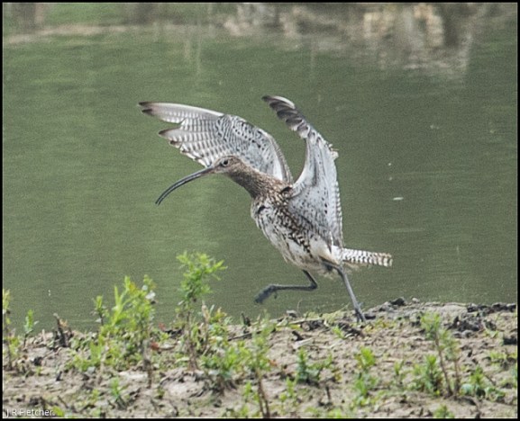 Curlew 240518