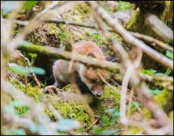 Fox cub 080518