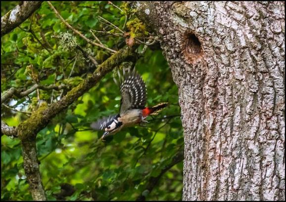 Great Spotted Woodpecker 120518