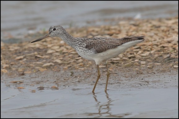 Greenshank 260518 1