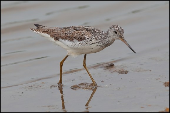 Greenshank 260518 2