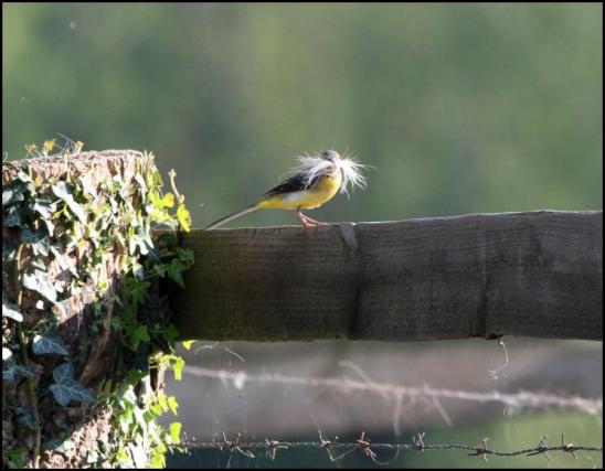 Grey Wagtail 050518