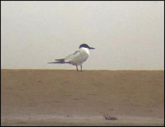 Gull-billed Tern 250518