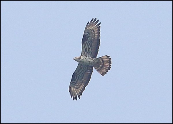 Honey Buzzard 260518