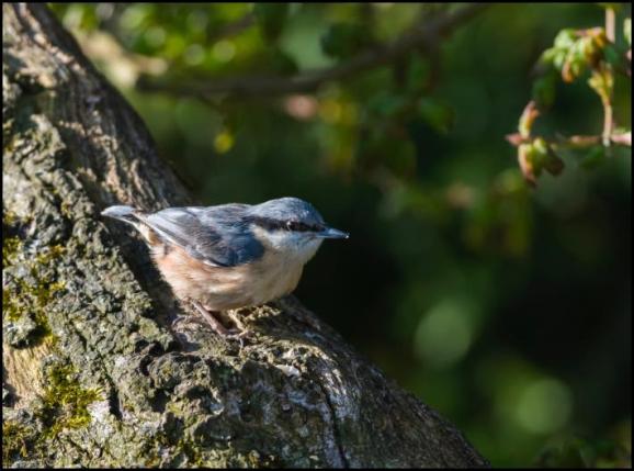 Nuthatch 010518