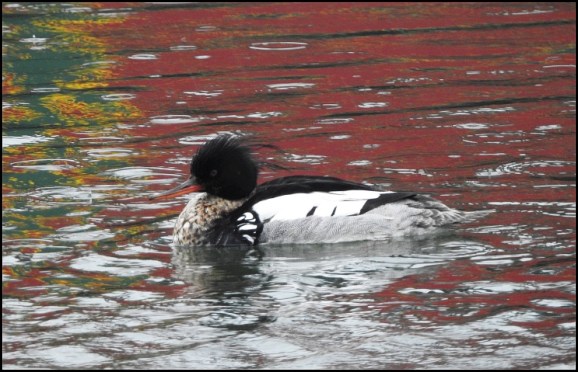 Red-breasted Merganser 300518 1