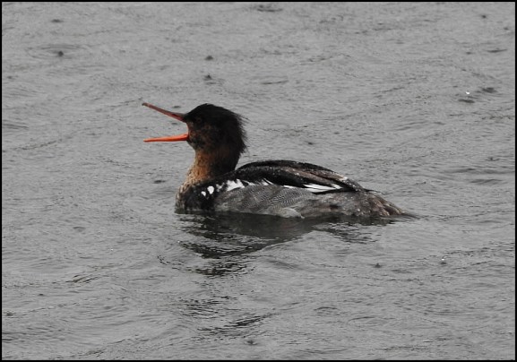 Red-breasted Merganser 300518 2