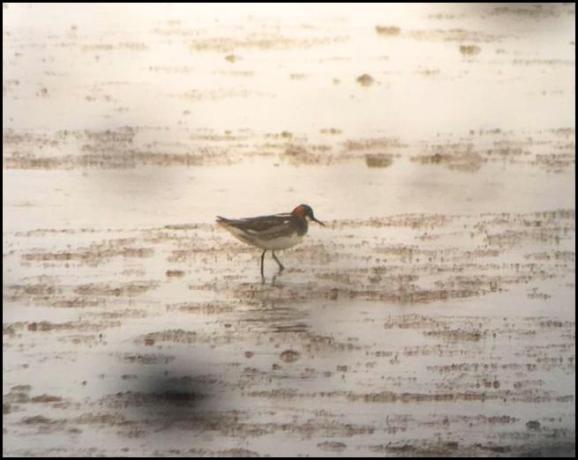 Red-necked Phalarope 250518