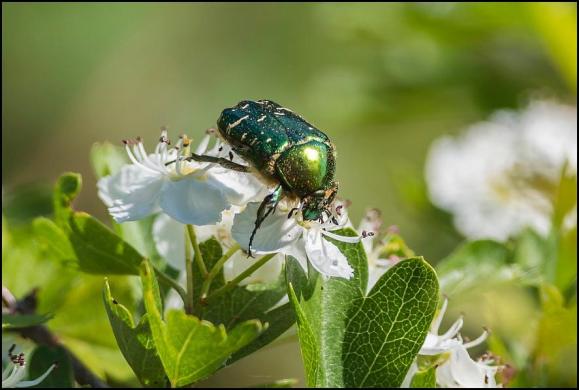Rose Chafer 150518