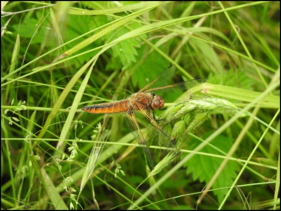 Scarce Chaser 290518